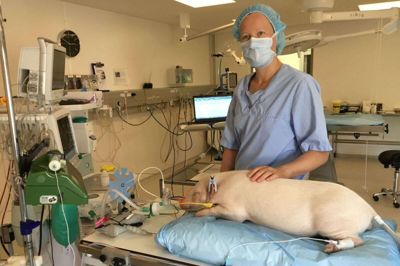 Elin Jørgensen på operationsstuen hos Ellegaard Göttingen Minipigs under et forsøg. Grisen var i fuld bedøvelse, så alle paratmetre kan overvåges grundigt, herunder særligt luftvejsinfektionen før, under og efter inhalationen af medicinen. foto: Privatfoto