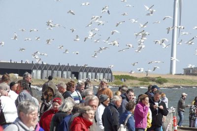 Et stærkere samarbejde mellem to museer kan forstærke oplevelsen for turister i Hvide Sande. Foto: Privatfoto