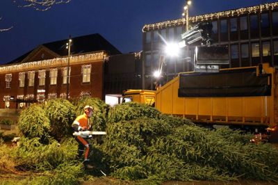 Først skal træet vises, siden skal det ... laves til kompost eller flis. Det store juletræ ender som genbrugsmateriale, som meget af det øvrige grønne julepynt i Hernings midtby. Foto: Henrik Ole Jensen