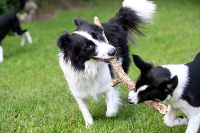 Mentale udfordringer med søgeøvelser og diverse aktiveringslegetøj kan være med til at gøre hunden træt, inden det går løs nytårsaften, anbefaler veterinærsygeplejerske. Arkivfoto
