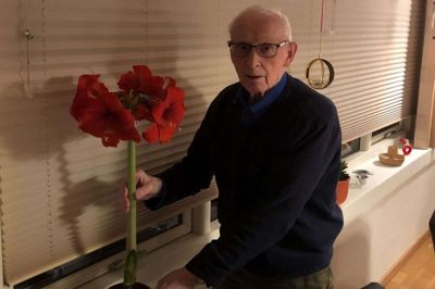 Frede Troelsen er ret imponeret over sin amaryllis, der har præsteret at sætte både fem og seks blomster ad gangen. Foto: Turit Skovborg