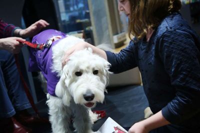 Herning Bibliotek vil gerne sætte fokus på, hvordan en sød læsehund kan motivere børn til at læse. Fremover har biblioteket to læsehunde tilknyttet, og dem kan man møde i dag. Her er det læsehunden Dina, som dog ikke er en af de hunde, man kan møde i dag. Foto: Flemming Hansen
