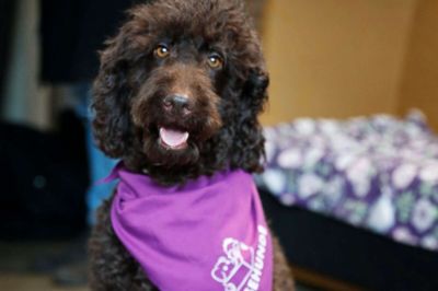 Læsehunden Coco er en af de hunde, børn fra 1.-5. klasse fremover kan læse højt for på biblioteket i Herning. Foto: Malene Tswai