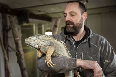 Det er med at have lange ærmer på, hvis man skal løfte den grønne leguan, som Niels Grøn gør her. Den har nemlig skarpe kløer, ligesom den også kan finde på at give et kraftigt slag med halen. Foto: Tom Laursen