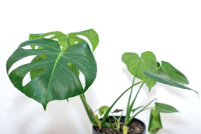 En af de mest populære stueplanter er monsteraen, som af flere kendes som blogger-planten. Den er let at passe, fordi den ikke kræver meget vand. Som andre stueplanter trives den bedst ved en lys placering, men uden at stå i direkte sollys, der kan give risiko for, at planten kan blive solskoldet. foto: Niels Christian Vilmann/Ritzau Scanpix