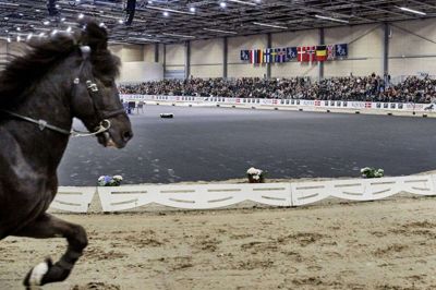 Nogle af Europas smukkeste islandske heste kommer til Herning for at deltage i det internationale indendørsstævne Icehorse Festival i MCH Messecenter Herning 7.-10. april. Foto: MCH/Tony Brøchner