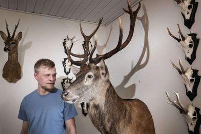 Til september vil Jakob Boni være udlært som zoologisk konservator hos Trophy Art i Vejen. Kronhjorten på væggen har han selv nedlagt nær Gludsted og udstoppet. Arbejdet gav ham andenpladsen ved de nordiske mesterskaber i konservering af alt fra fugle, mus til bjørne. Foto: Tom Laursen