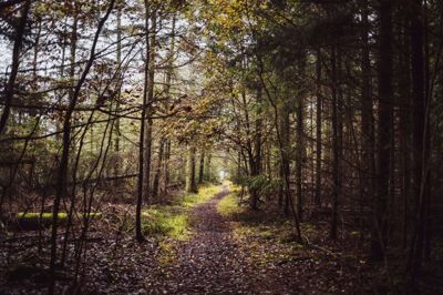Det er ved Løvbakkerne nord for Herning, at den nye VM-skov skal plantes. Foto: Tobias Nørgaard Pedersen