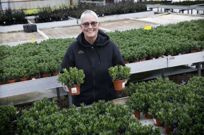 Guldfisk er Marianne Aagaards speciale i gartneriet. Den er en nem blomst, og også én man kan have stående ude på havebordet om sommeren. I morgen kan kvinden med de grønne fingre fejre, at hun har været 40 år hos Lindvig Greenhouse i Vildbjerg. Jubilæet blev holdt i aftes med hendes kolleger hjemme hos Mogens Lindvig, der ejer gartneriet. I morgen fejres det med familien. foto: Henrik OLe Jensen
