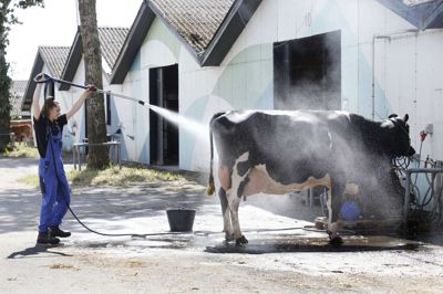 Vand-spuleren blev brugt flittigt, da dyrene skulle renses til den store dag. Foto: Henrik Ole Jensen