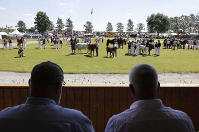 49.740 besøgende fik kigget på dyr ved dette års Landsskue. Foto: Henrik Ole Jensen
