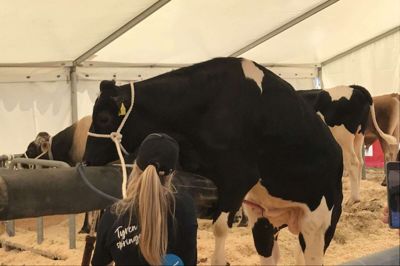 Folkene i standen skulle ikke bede tyren mange gange om at bestige briksen - den var ivrig efter at deltage i det lærerige show. Foto: Thor Ølgaard Hansen
