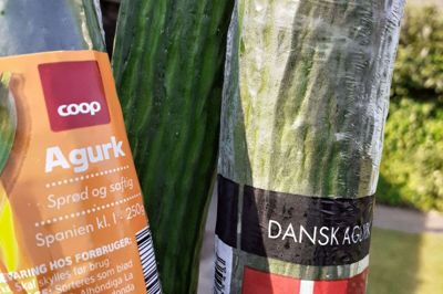 Agurker groet i tre forskellige lande. Til venstre den spanske agurk. Den koster otte kroner og belaster klimaet mindst. Til højre den danske agurk, der er fundet til otte kroner i butikken. Den anonyme agurk i midten er fra Holland og er fundet hos en købmand til seks kroner. Foto: Jesper Wind