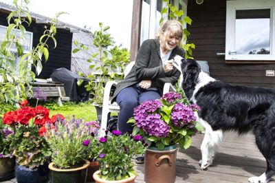 Jytte Nonbo har i disse dage selskab af en lånehund. King er en femårig border collie, der gerne løber efter en gren, men foretrække hundesnack frem for agurk. Foto: Tom Laursen