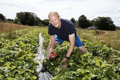 Sådan står Tonny Kristensen typisk, når han plukker jordbær. Den stilling kan han stå i et godt stykke tid uden at få problemer med fysikken. Foto: Tom Laursen