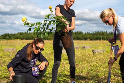 Dressur-verdensmestrene Cathrine Laudrup-Dufour, Carina Cassøe Krüth og Nanna Merrald Rasmussen i gang med at plante guldroser i VM-skoven i Løvbakkerne. Foto: Tobias Nørgaard Pedersen/Herning Kommune