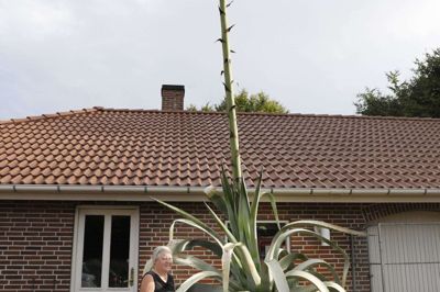 I 20 år har Helmuth Lauridsen og Birthe Jensen haft deres agave, men aldrig har den været så høj. Her ses Birthe Jensen med hunden Bølle. Under Folkebladets besøg var Helmuth Lauridsen i Sverige. Foto: Henrik Ole Jensen