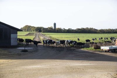 Det er især køerne, der tæller opad i landbrugets CO2-udledning, der svarer til omkring en femtedel af Danmarks samlede udledning. Foto: Malene Tswai