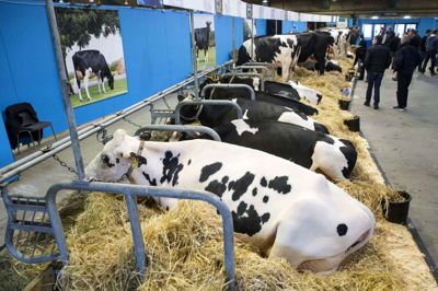 Fagmessen Agromek fylder samtlige messehaller i MCH med stort og småt fra landbruget. Foto: Tom Laursen
