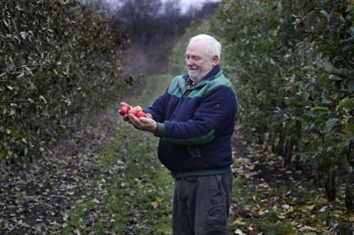 Omkring en hektar af Ebbe Larsens seks hektar store grund er plantet til med æbletræer en masse. Foto: Henrik Ole Jensen