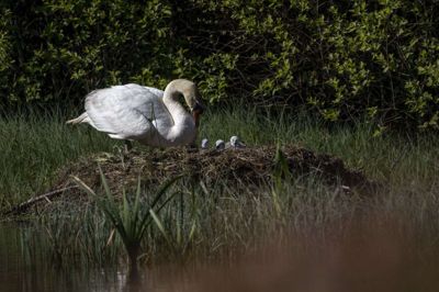 Sådan så det ud med svanerne i sommer, men hen over julen døde alle undtagen svanemoren. Foto: Jørgen D. Vestergaard/ Kibæk Fotoklub