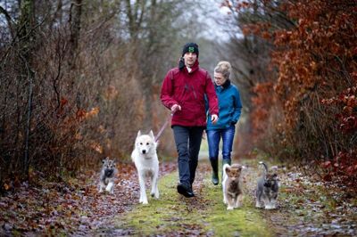 Yvonne Glesner og Søren Mikkelsen blev indrullet i slædehundemiljøet herhjemme efter at have boet på Grønland i flere omgange. Siden er hundene blevet en livsstil for dem, og de har nu opdrættet det første kuld i eget kennelnavn, Kennel Nutaaq of Greenland. Foto: Jakob Stigsen Andersen