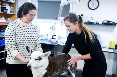 Lisbeth Jørgensen (t.v.) har flere gange haft sin hund Anton til dyrekiropraktor. Her mærker Maria Henriksen efter, hvor låsningen sidder i Antons ryg. Foto: Chresten Bergh