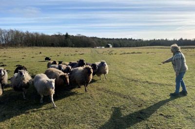 Karin Wuerth fra Tyskland arbejder deltid på Lystbækgaard, hvor hun hjælper til som fårehyrde. Hun bruger en særlig »mæk-a-mæk« lyd til at kalde fårene til sig. Foto: Mathias Guldberg