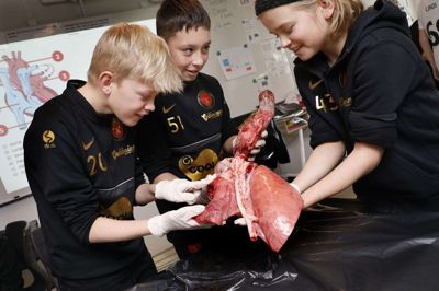 Fra venstre ses Mads Bach Therkelsen, Magnus Boesgaard og Mikkel Høgsted Kirkegaard. Drengene fandt det lærerigt og en anelse ulækkert under dissektionen af hjerte- og lundekredsløbet på en gris. Foto: Henrik Ole Jensen