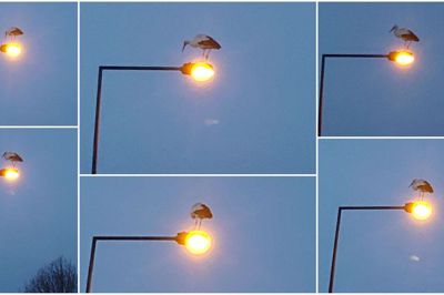 I 5-10 minutter stod Palle Rahbek fra Lind og betragtede den stork, der fredag morgen havde slået sig ned på en lygtepæl i Lind. Trofaste læsere af Folkebladet vil vide, at der tidligere på ugen også blev spottet to storke i Haderup-området. Foto: Privatfoto