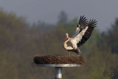 Her har Vagn Gejl Donskov fanget storkene med kameraet midt under en parring. Foto: Vagn Gejl Donskov