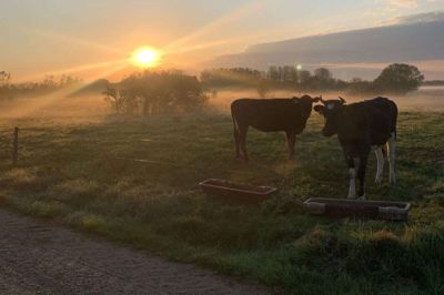 En smuk majmorgen fra i fredags lidt uden for Ikast. Foto: Mikkel Korsgaard Christensen