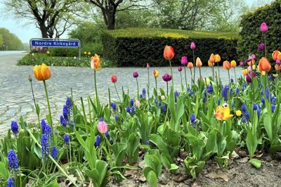 Nordre Kirkegård vil opsætte skilte, der skal informere om, at besøgende kan forvente rådyr, der spiser af blomsterne på gravstederne. Foto: Bo Lundgaard