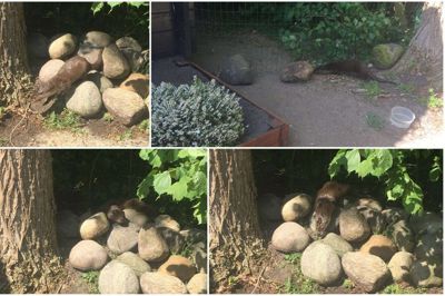 Odderen her i Faurholt virker ikke synderligt menneske- eller hundesky. Foto: Privatfoto