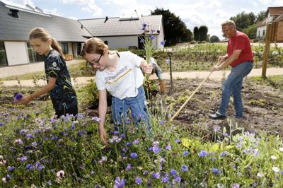 11-årige Frida Slot og 12-årige Sofia Halberg Christensen plukker ind til buketter, mens Johannes Jørgensen fra Møltrup Optagelseshjem har fart på hakken i baggrunden. De arbejdende beboere ville denne eftermiddag ikke tages billeder af. Foto: Henrik Ole Jensen