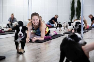 Instruktør Maja Wenge havde fuldt hold til »Hunde-yoga«, hvor otte hvalpe af racen Australien Koolie var del af yogatimen. Foto: Chresten Bergh