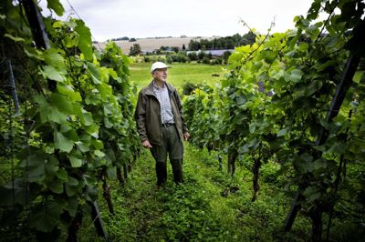 Ole Østergaard plantede sin første vinstok i midten af 90’erne. I dag har han mere 18 rækker med vinstokke, der skal passes og plejes. Et stykke arbejde, han sætter stor pris på. Foto: Jakob Stigsen Andersen