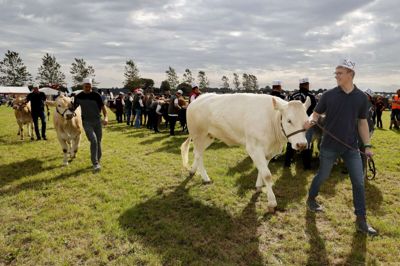 Der var omkring 250 dyr på dyrskuet i Aulum, og de blev alle vist frem for dommere og publikum. Foto: Henrik Ole Jensen