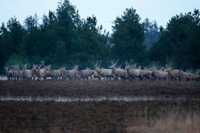 Bestanden af kronvildt på Ovstrup Hede er ude af kontrol. Og i denne tid kan kronhjortenes brunstbrøl høres.
