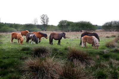 Herning Folkeblads abonnenter kan komme med på en vandretur i Gjellerup Enge, hvor vi blandt andet skal høre om stedets græssende shetlandsponyer.