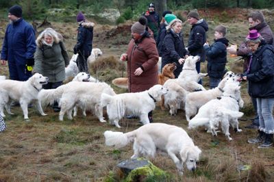 Folkebladet var med nytårsaftensdag i Gludsted Plantage, da 30 golden retrivere mødtes for at sige godt nytår og for at blive kørt godt trætte inden den larmende aften.