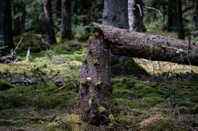 Plantager er i dag kun til produktion af træ. Skovloven forhindrer, at der også kan produceres grøn energi i dem med vindmøller. Danmarks Naturfredningsforening siger nej til vindmøller i skove.