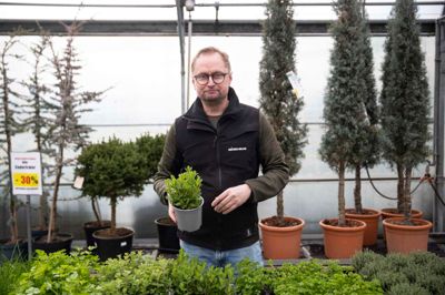 Jesper Pedersen er ansvarlig for havecentret hos Midtjysk Gartnerhal i Snejbjerg, og han anbefaler blandt andet at plante krydderurter i altankasserne.
