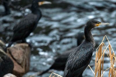 »Skarvbestanden er vokset markant, og den har en negativ effekt på fiskebestandene i fjorde, åer og kystnære områder. Problemet er helt reelt.« Sådan skriver Betina Kastbjerg og Kristian Bøgsted blandt andet i dette debatindlæg. Foto: Martin Ballund.