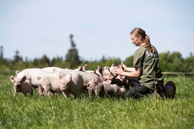 Det er hovedsageligt datteren Matilde Munch, der passer grisene, mens farmand Knud Munch tager sig af andre gøremål på gården.