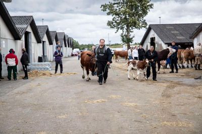 På landsskuet var der blandt andet masser af køer, som landmændene stolt viste frem.