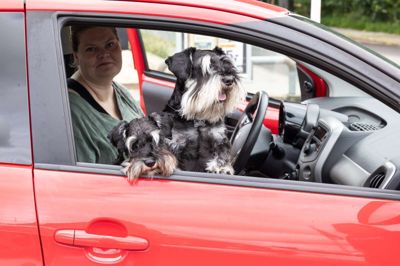 »Hvor er der fest?« De to schnauzere, Alfred og Holger, er altid klar på en road-trip til Gludsted sammen med Malene Andreasen.