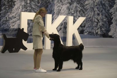 For sidste gang i år vil der over højtaleren igen lyde det velkendte »ding, dong,« når udstillingslederen byder hjertelig velkommen til alle fra nær og fjern, der er valfartet til Messecenter Herning for at deltage i årets mest prestigefyldte hundeudstilling.