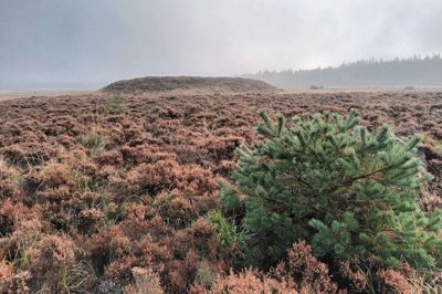 I bronzealderen blev Fladhøj brugt til religiøse formål, og den dag i dag hviler der en særlig stemning over højen i det tyste landskab. Foto: Søren Flott/Ritzau Scanpix