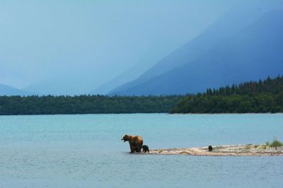 Alaska har et dyreliv uden lige. Der er meget store chancer for at møde en bjørn.Foto: Paxson Woelber on Unsplash